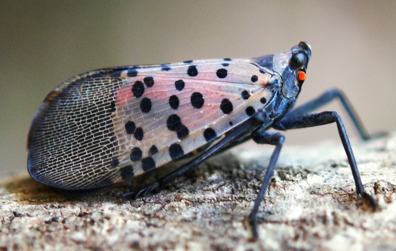 Adult spotted lanternfly on a branch.